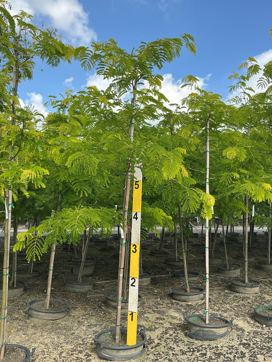 Gleditsia triacanthos var. inermis 'Suncole' â€” G15 96