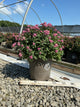 Spiraea empire 'Ice Dragon'