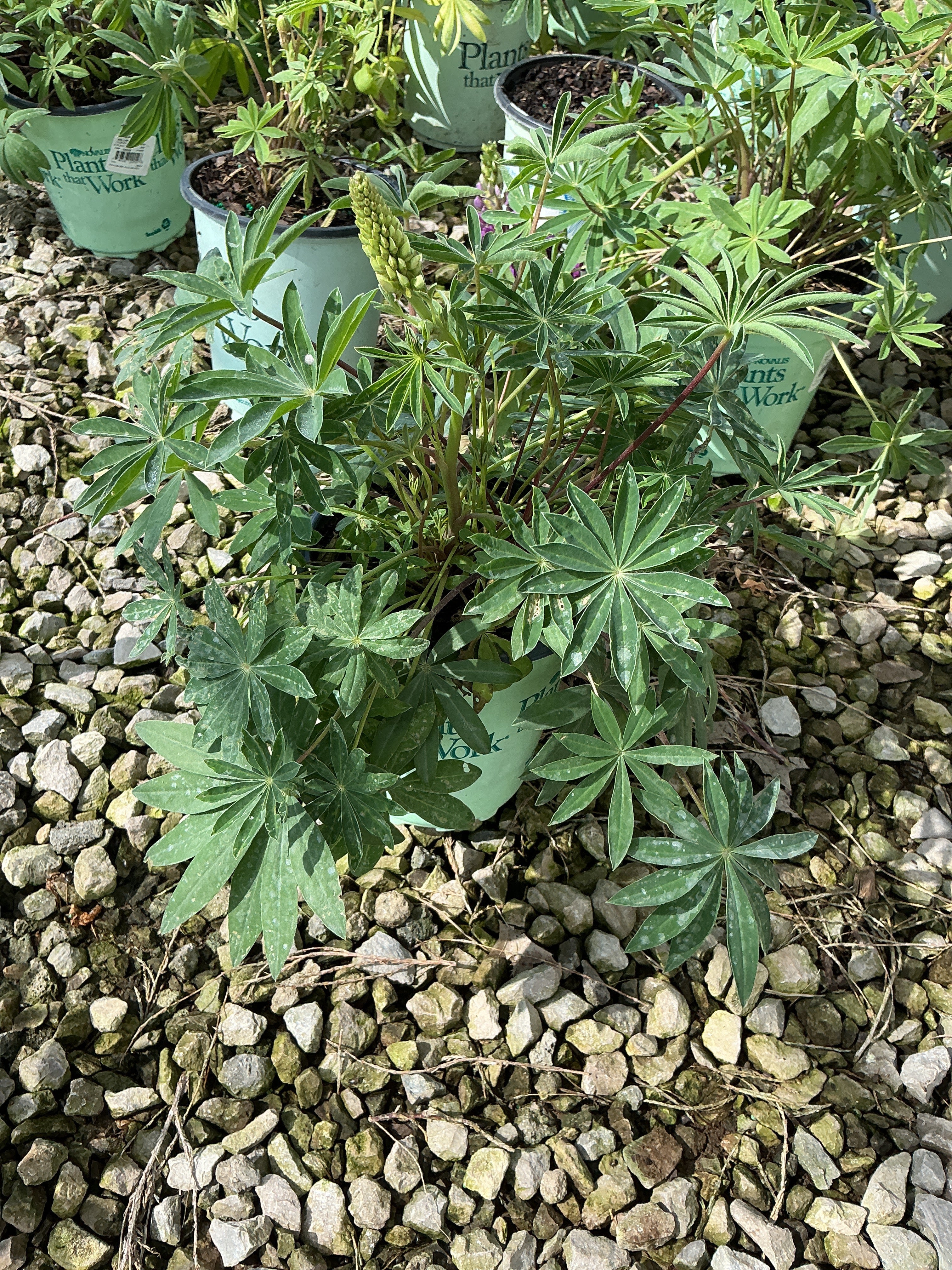 Lupinus P 'Gallery Blue'
