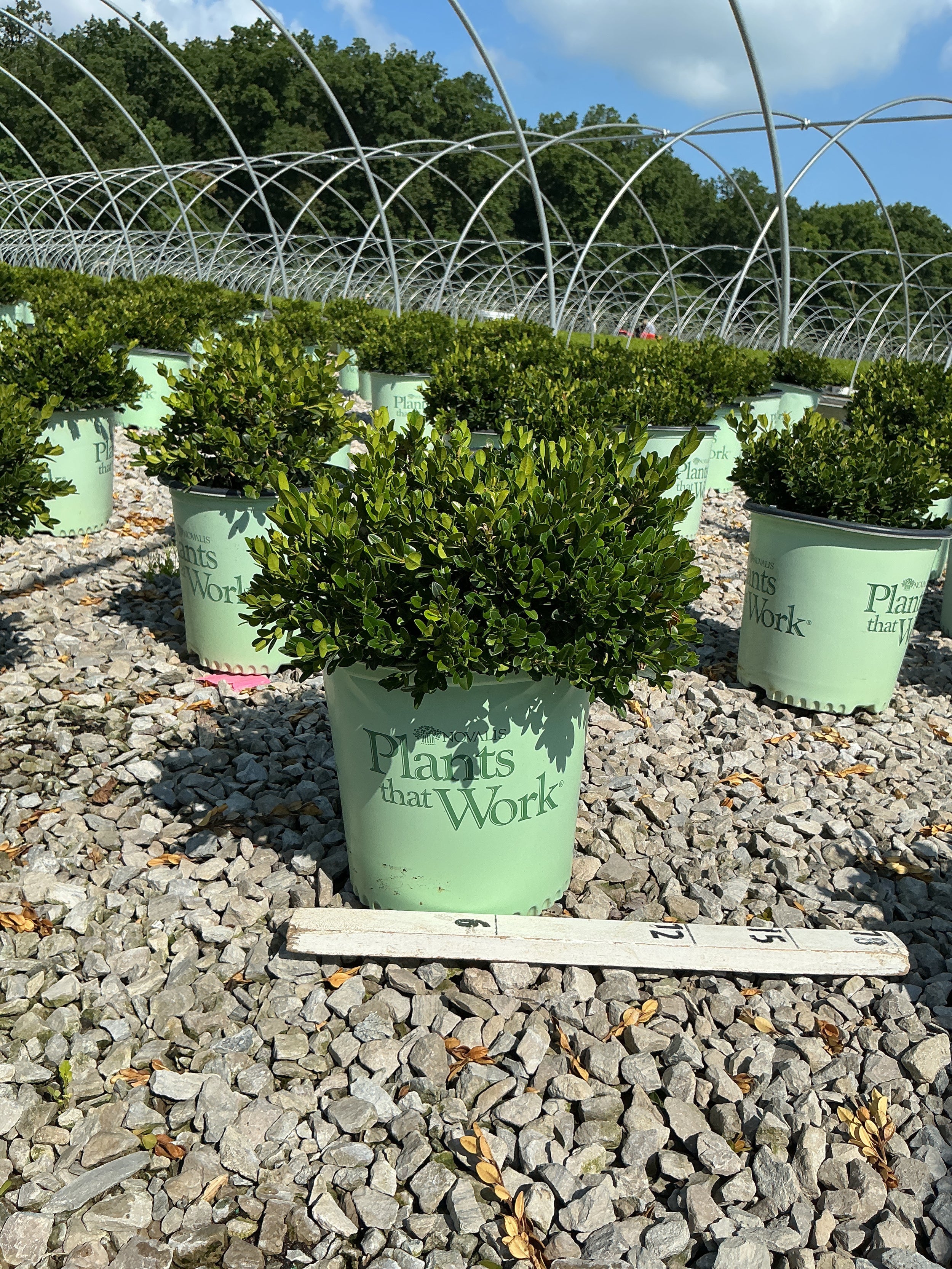 Buxus microphylla 'Little Missy'
