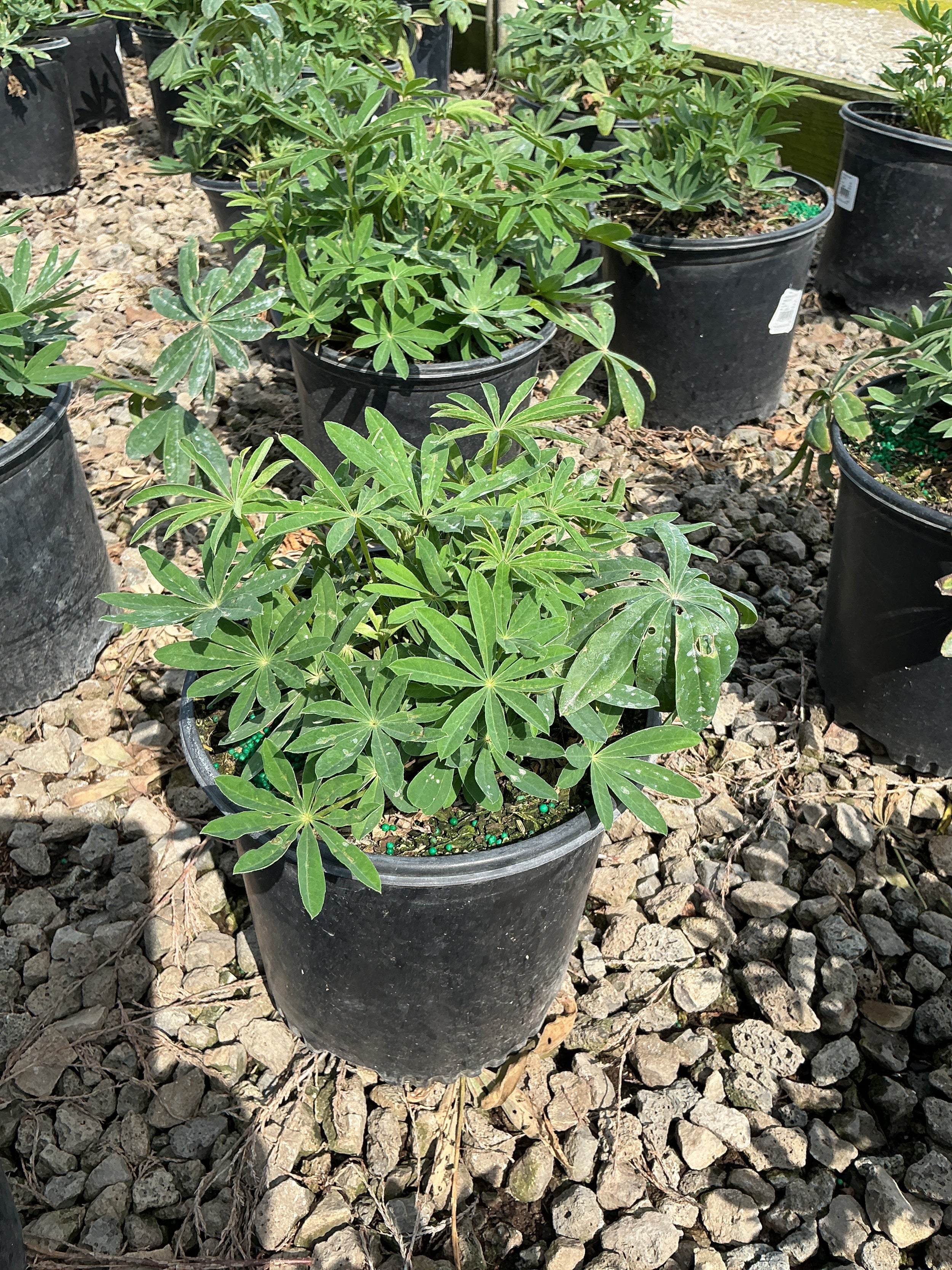 Lupinus 'Westcountry Terracotta'