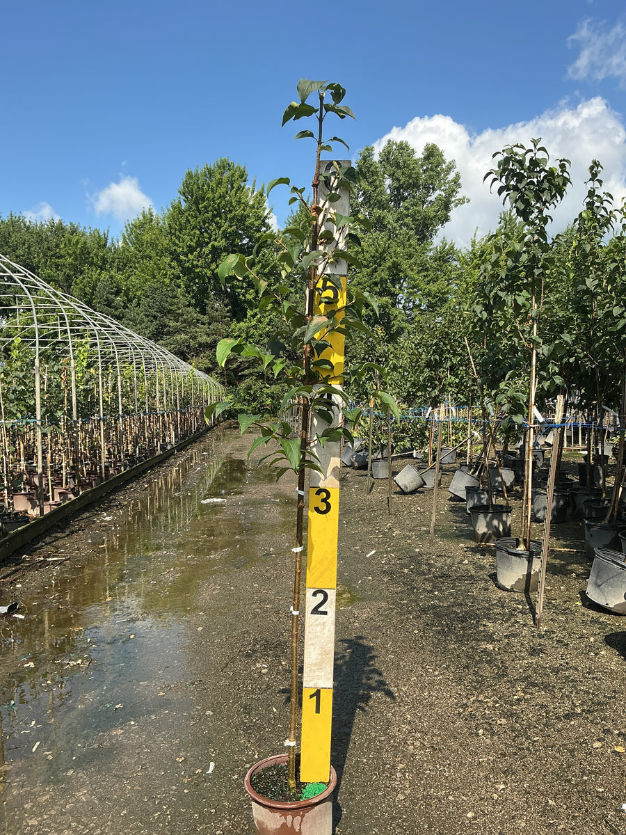 Syringa reticulata 'Ivory Silk' â€” G3 48