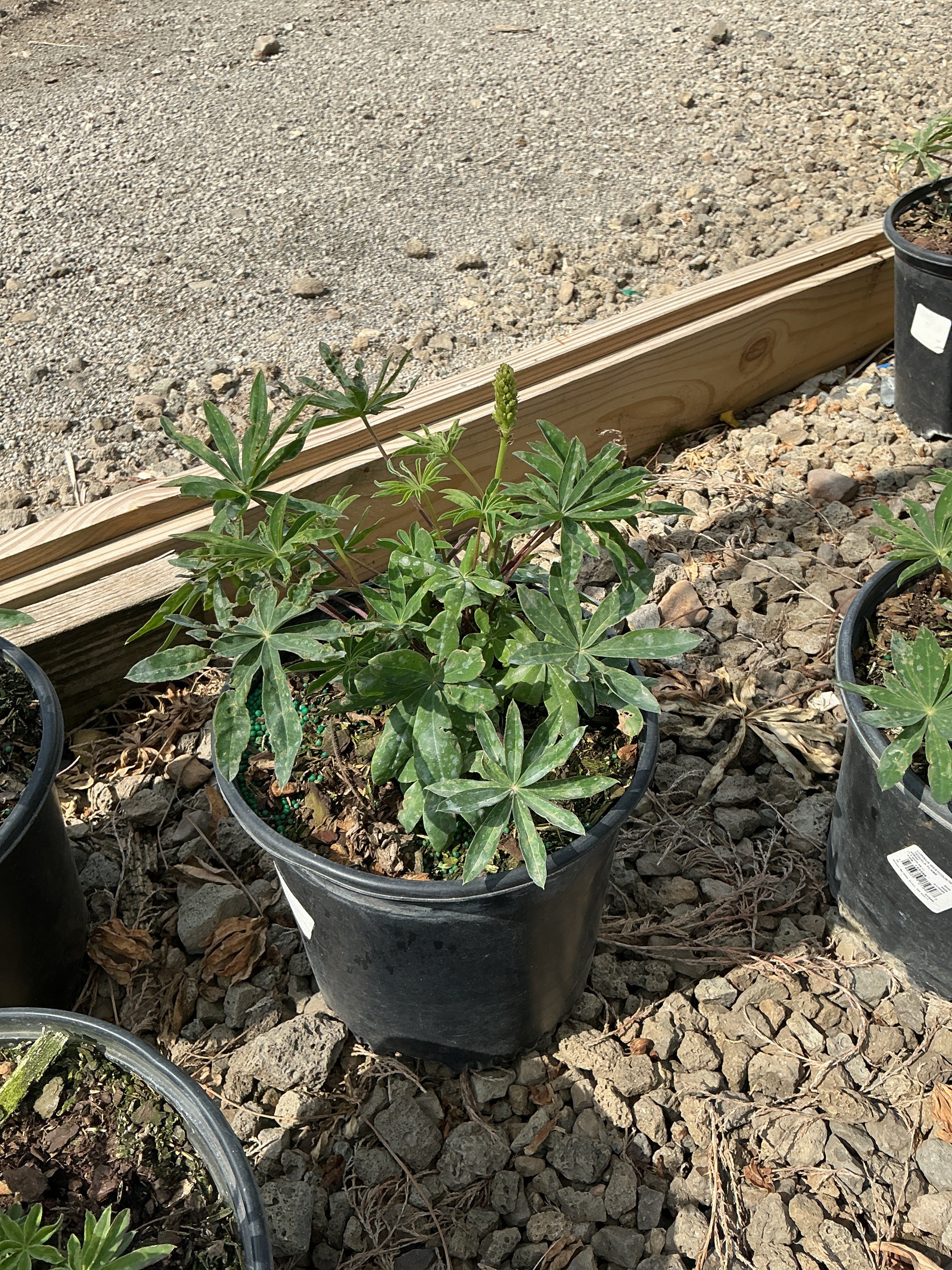 Lupinus 'Westcountry Tequila Flame'