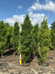 Taxodium distichum 'Lindseys Skyward'