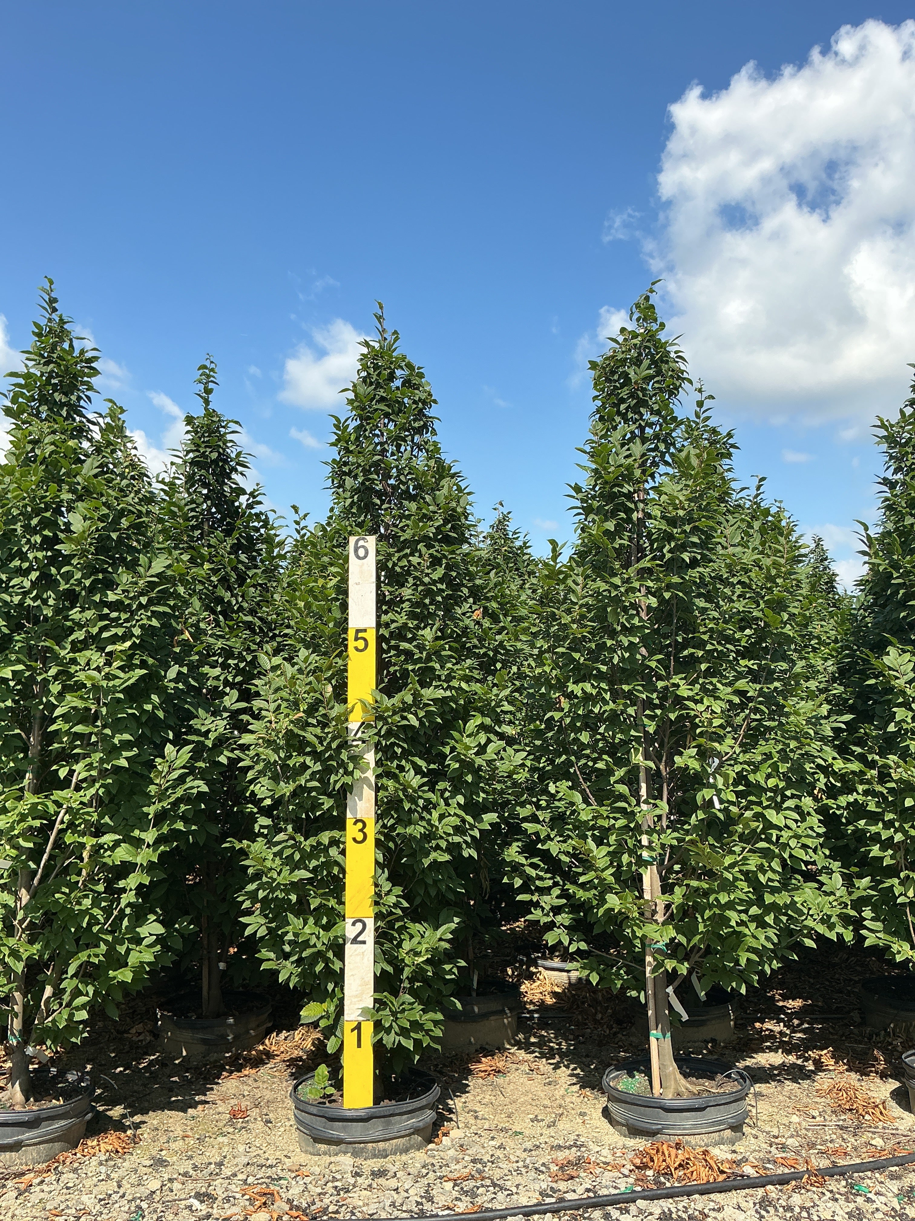 Carpinus betulus 'Lucas'