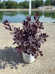 Cotinus coggygria 'Winecraft Black'