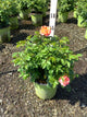 Rosa K.O 'Orange Glow'
