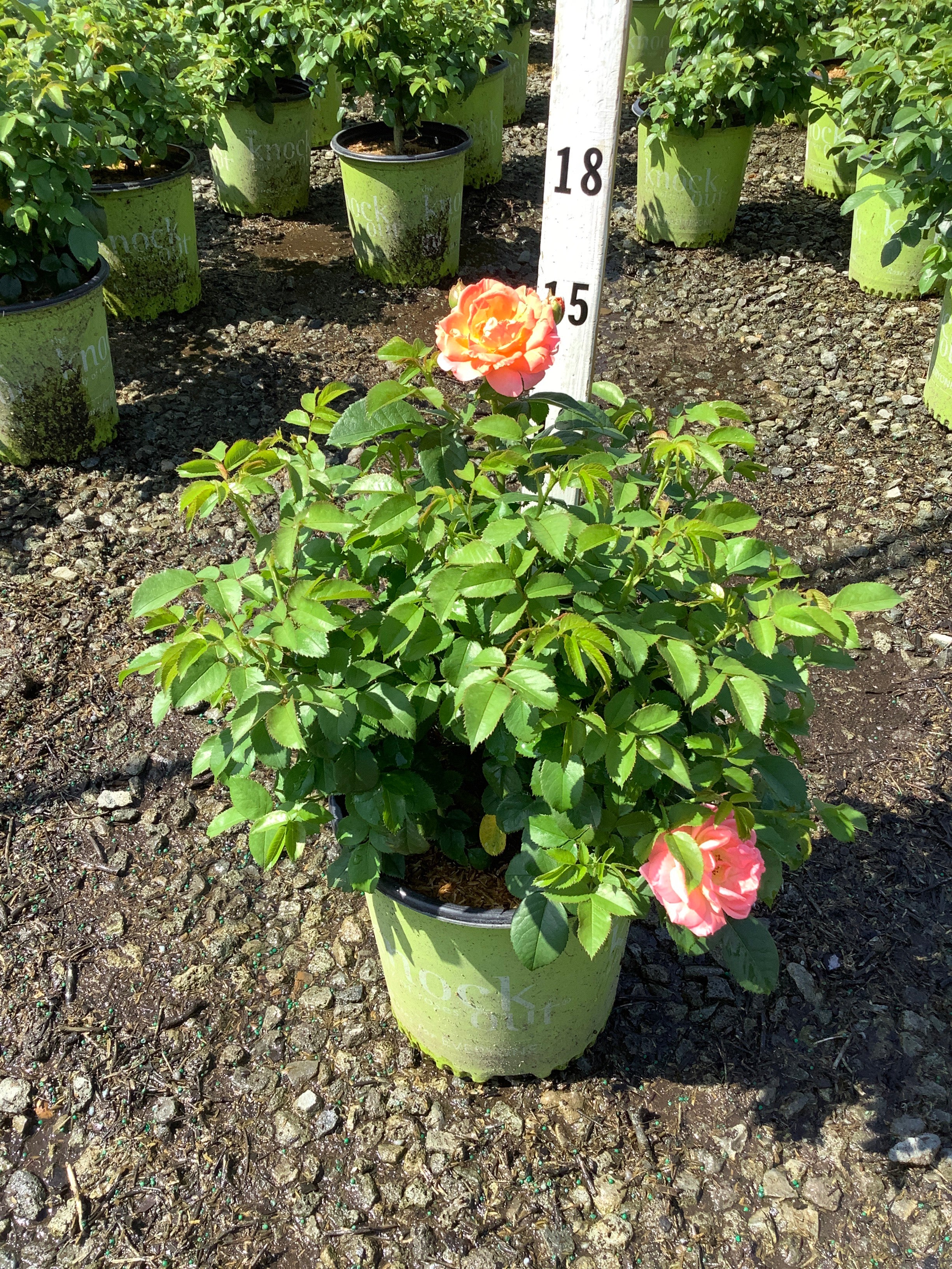Rosa K.O 'Orange Glow'