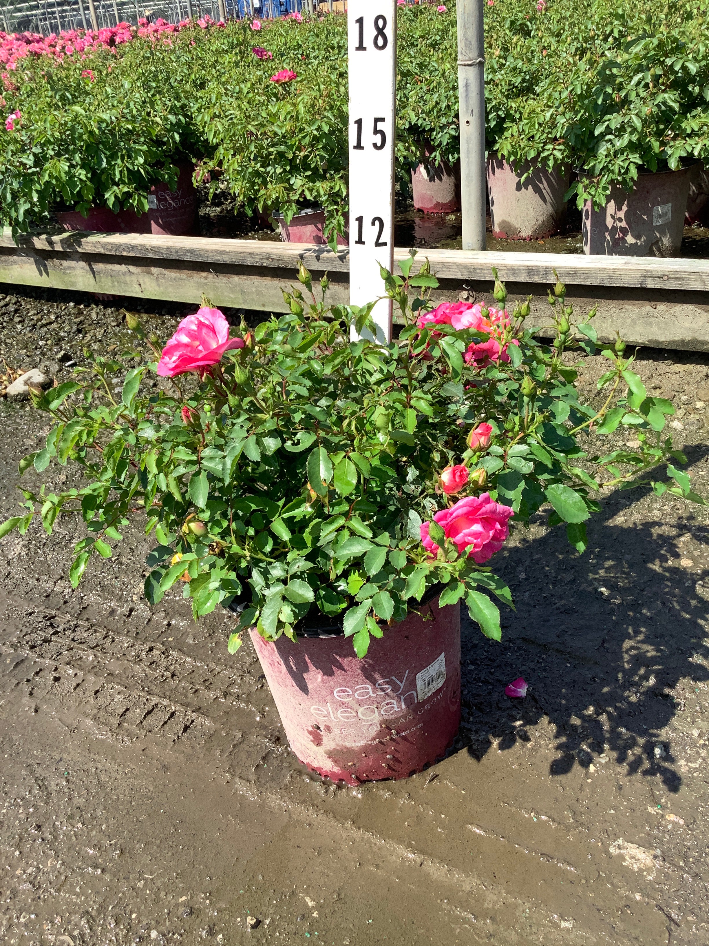 Rosa E.E 'Sunrise Sunset'