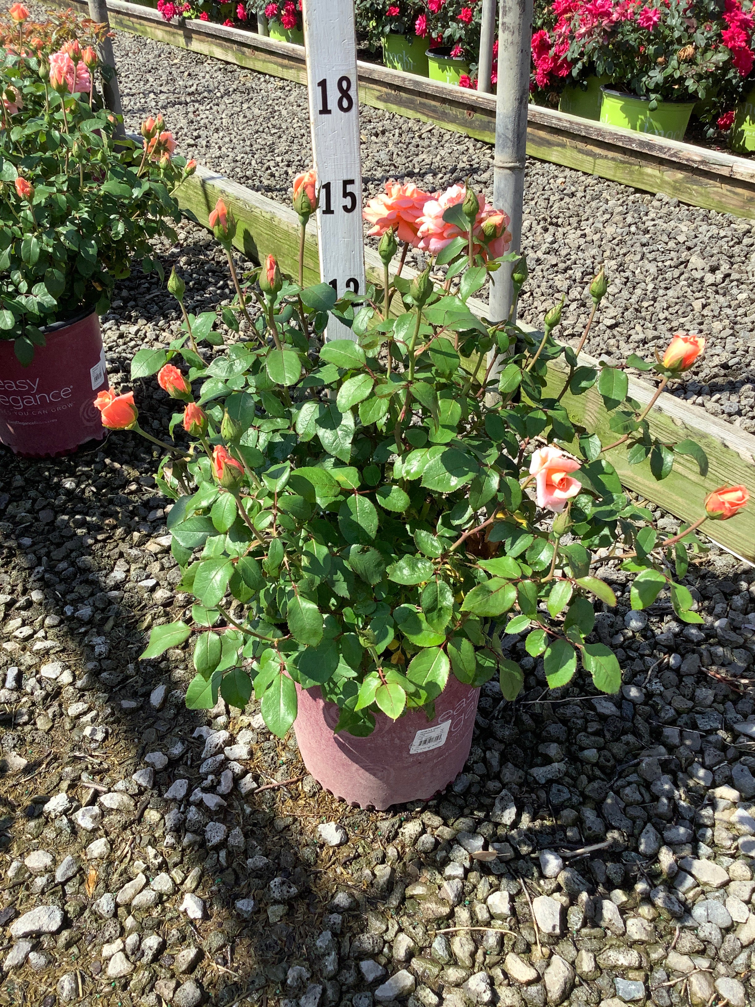 Rosa E.E 'Sweet Fragrance'