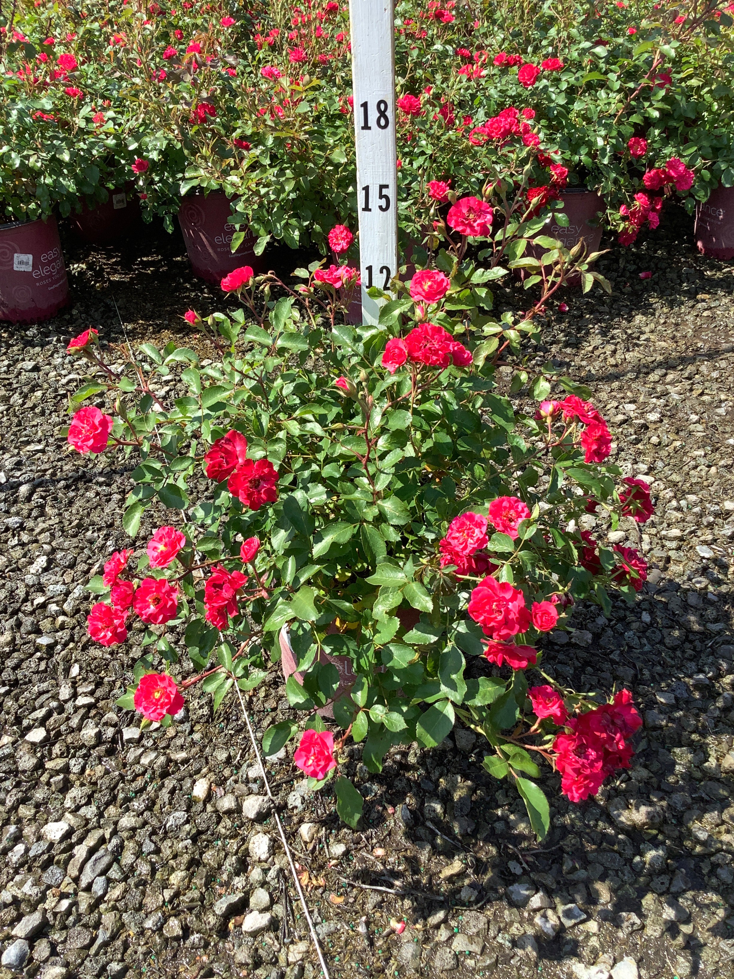 Rosa E.E 'Mystic Fairy'
