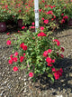 Rosa E.E 'Mystic Fairy'