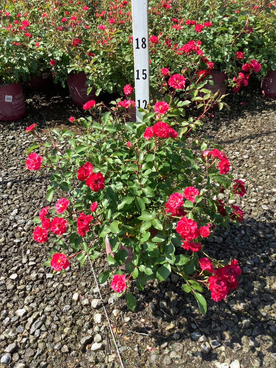 Rosa E.E 'Mystic Fairy' â€” G2