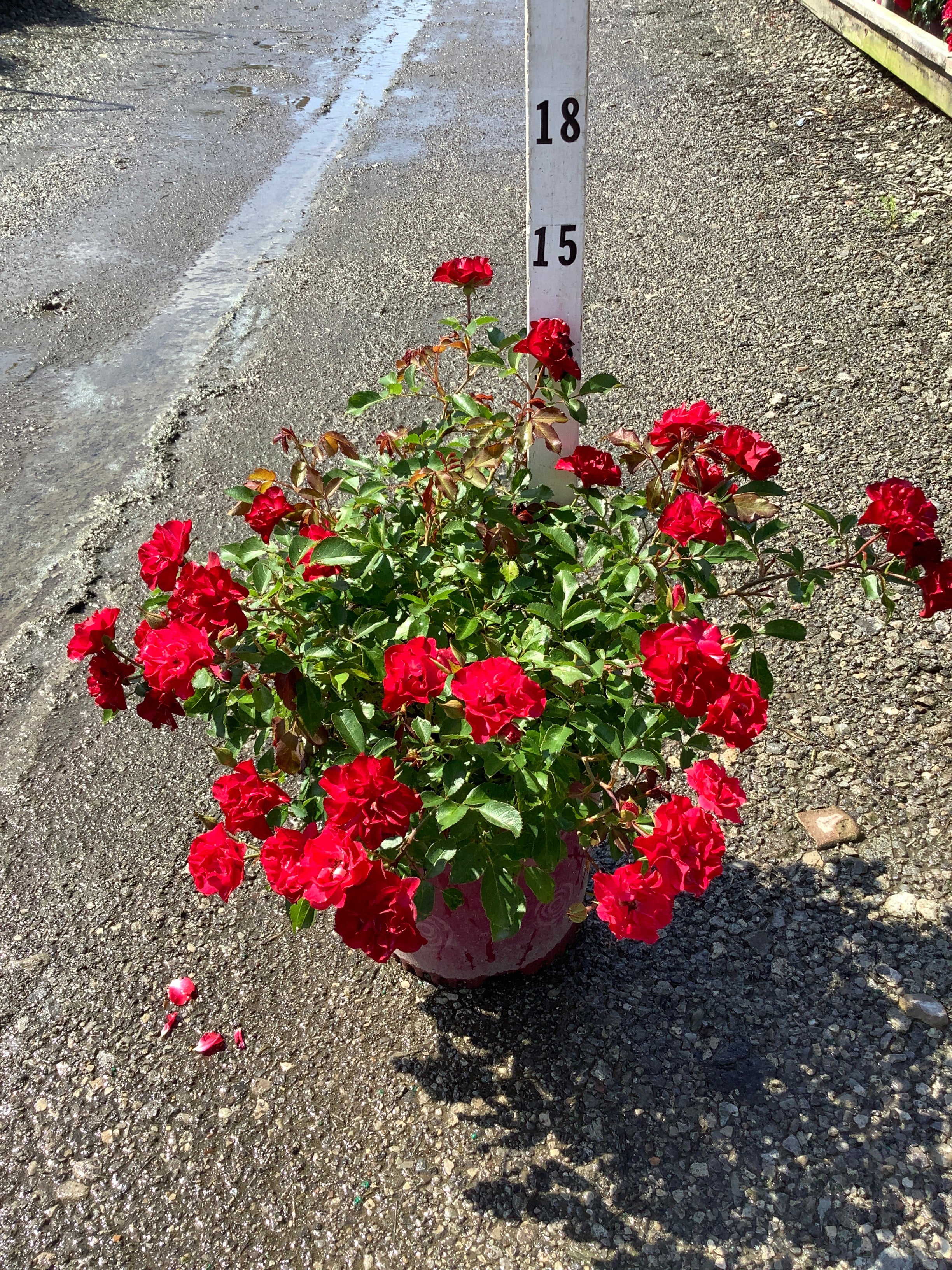 Rosa E.E 'Paint The Town'