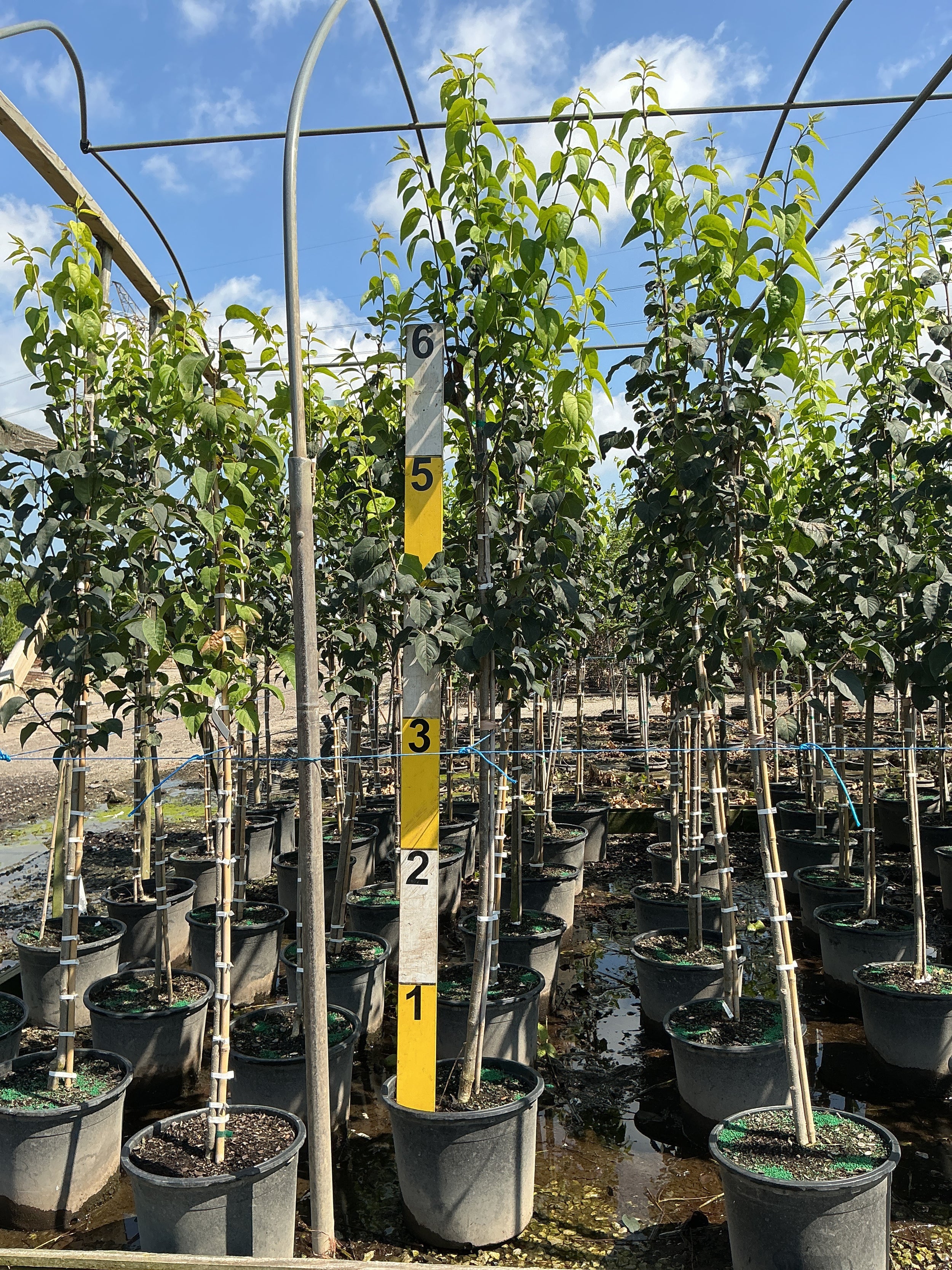 Syringa reticulata 'Ivory Silk'