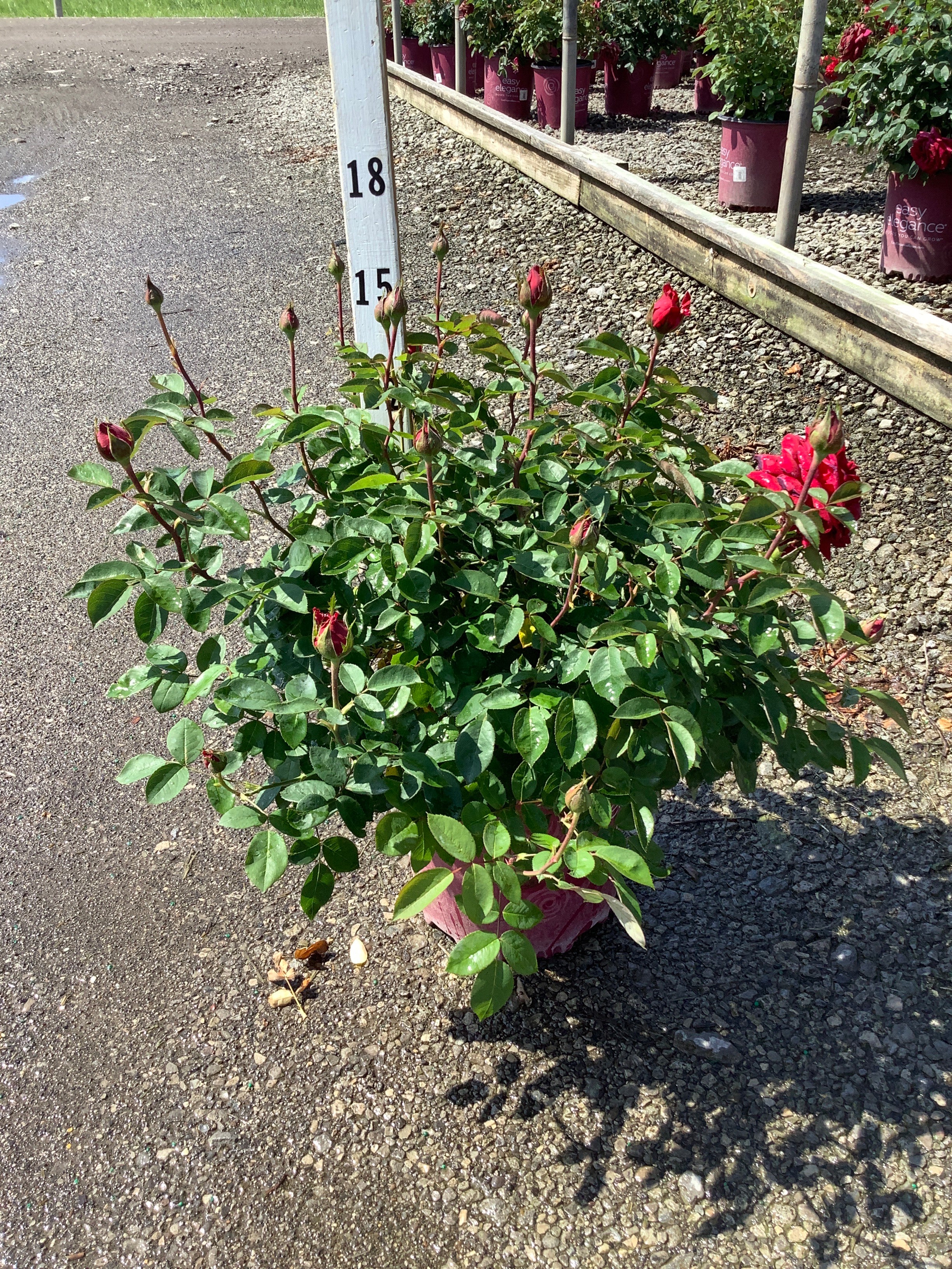 Rosa E.E 'Kashmir'