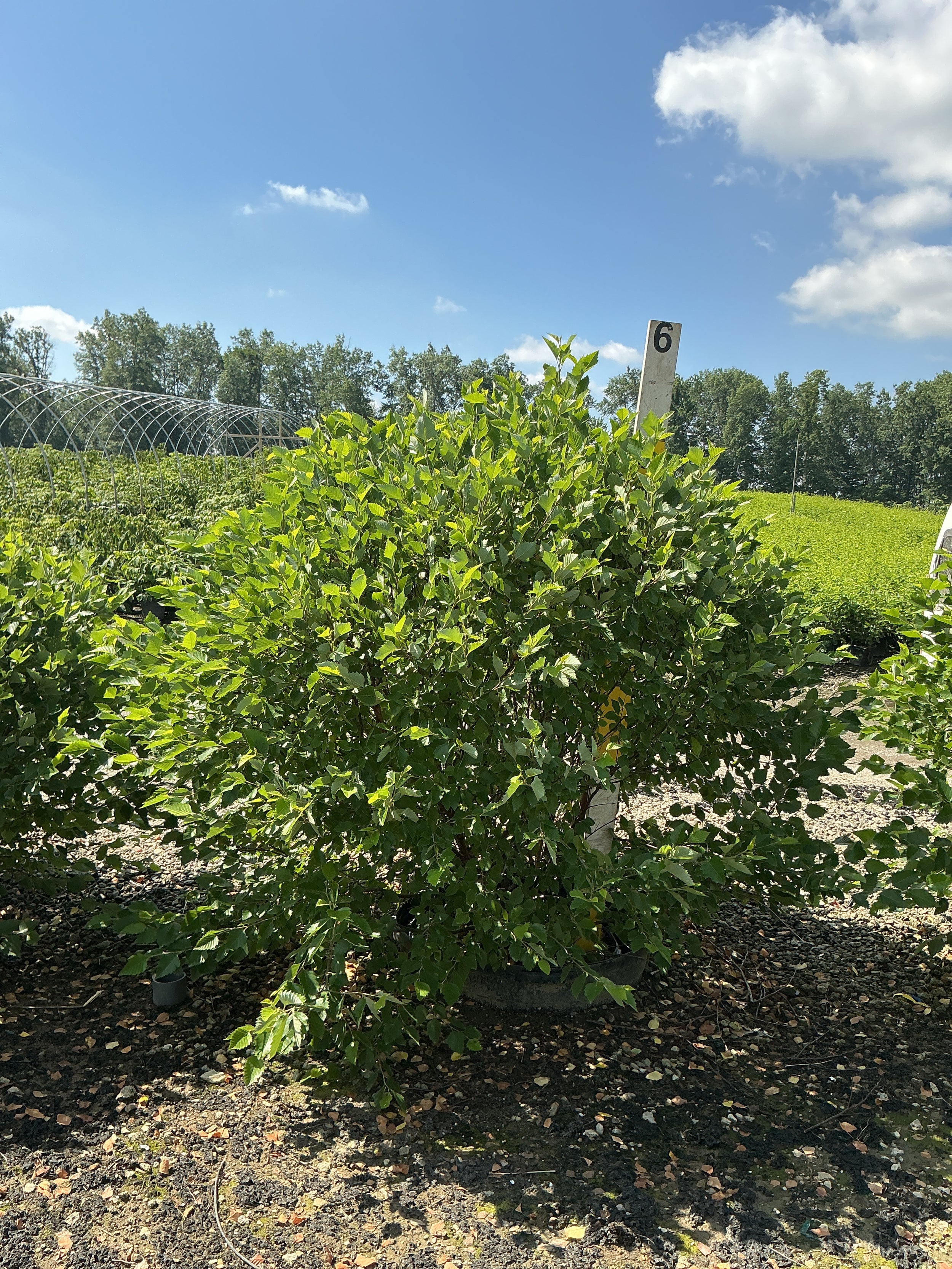 Betula nigra 'Little King'