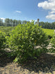 Betula nigra 'Little King'
