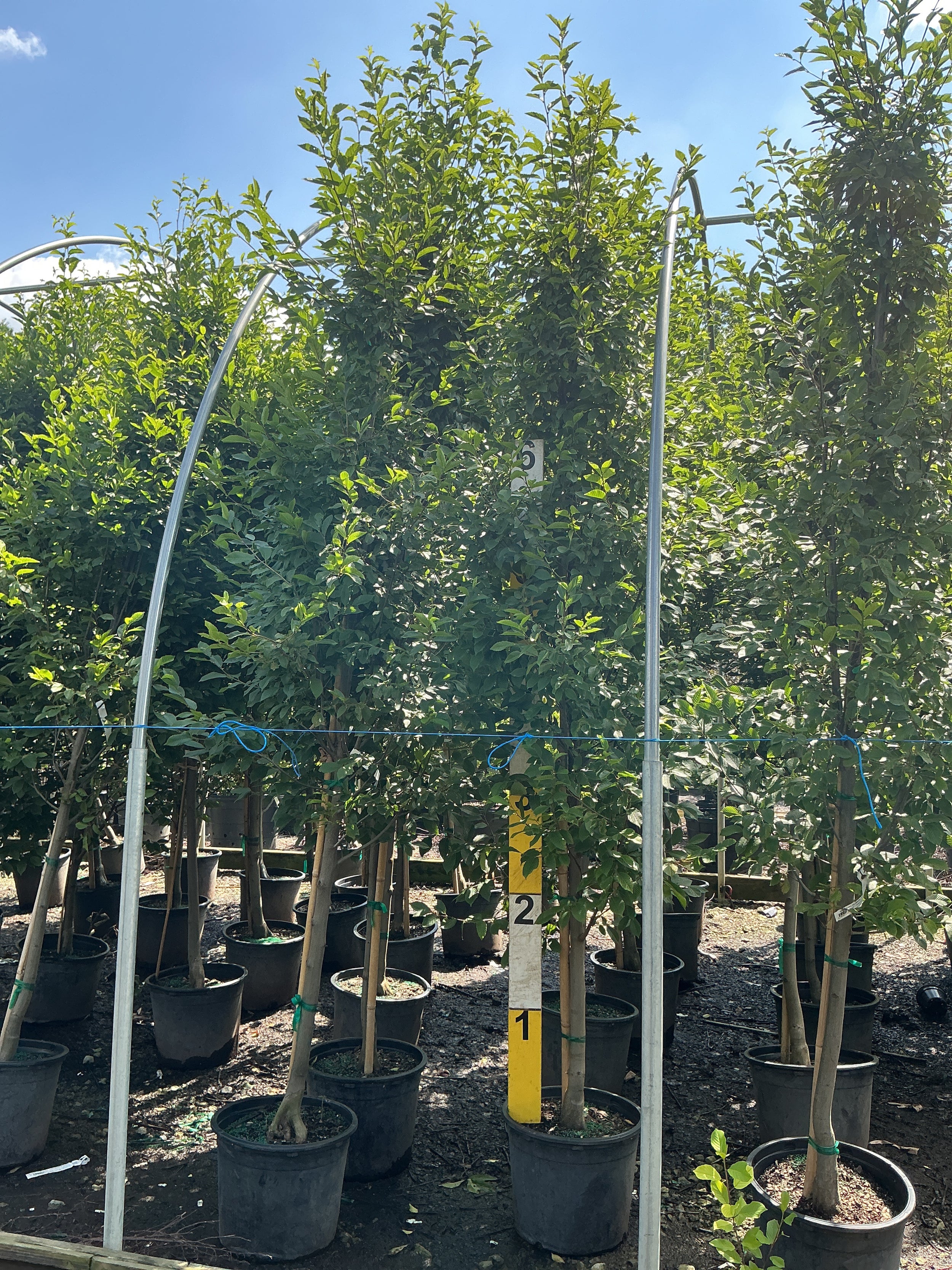 Carpinus betulus 'Columnaris'