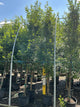 Carpinus betulus 'Columnaris'