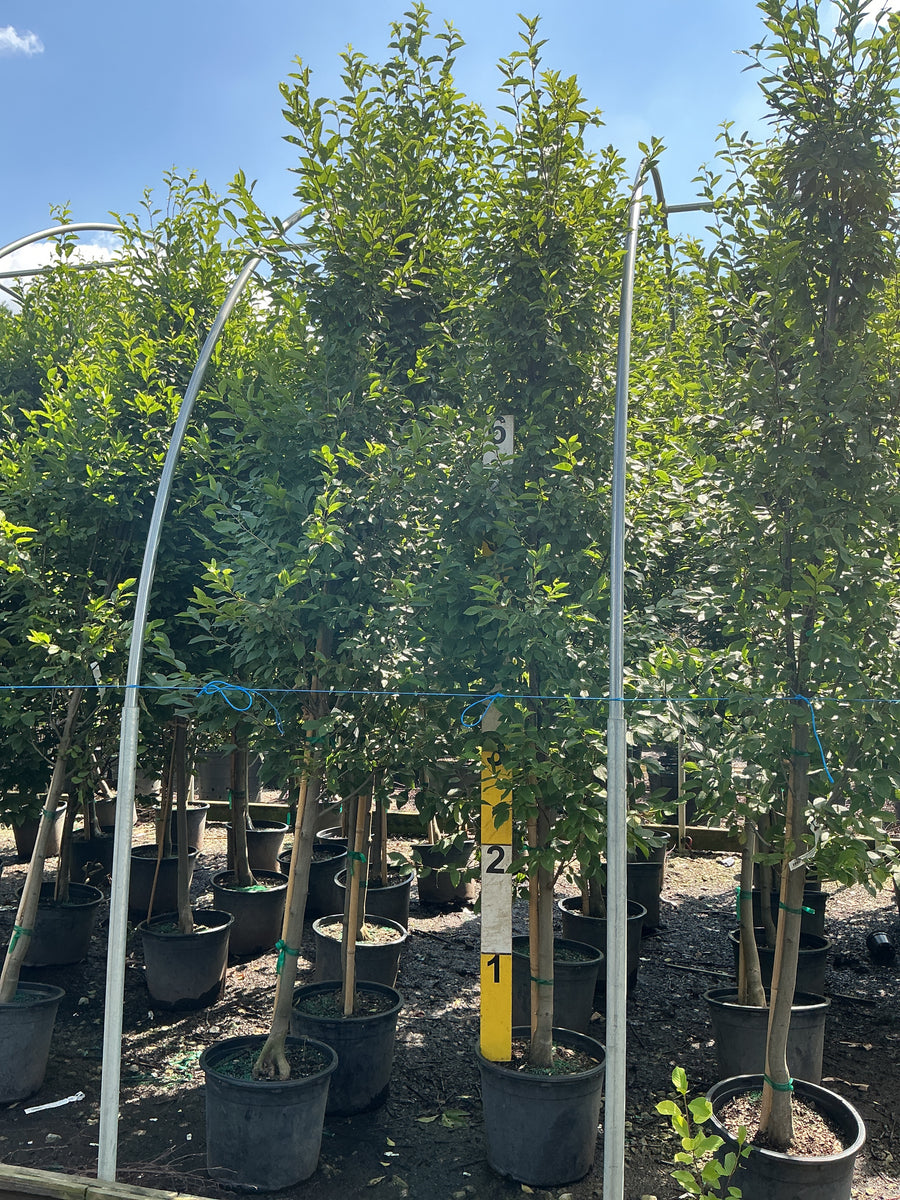Carpinus betulus 'Columnaris' â€” G7 72