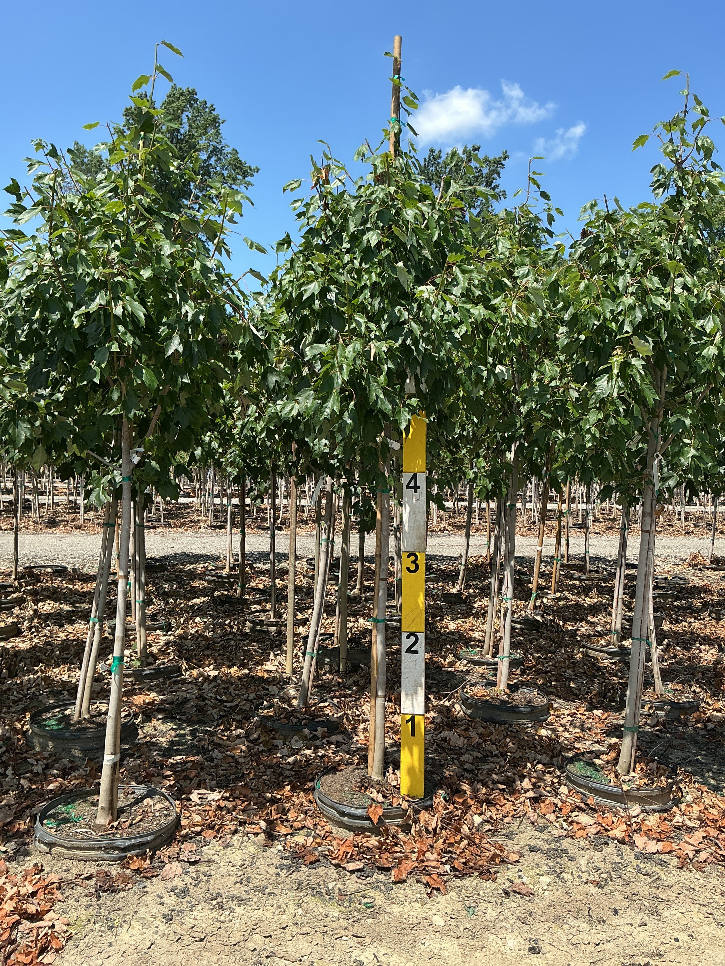 Acer rubrum 'Franksred'