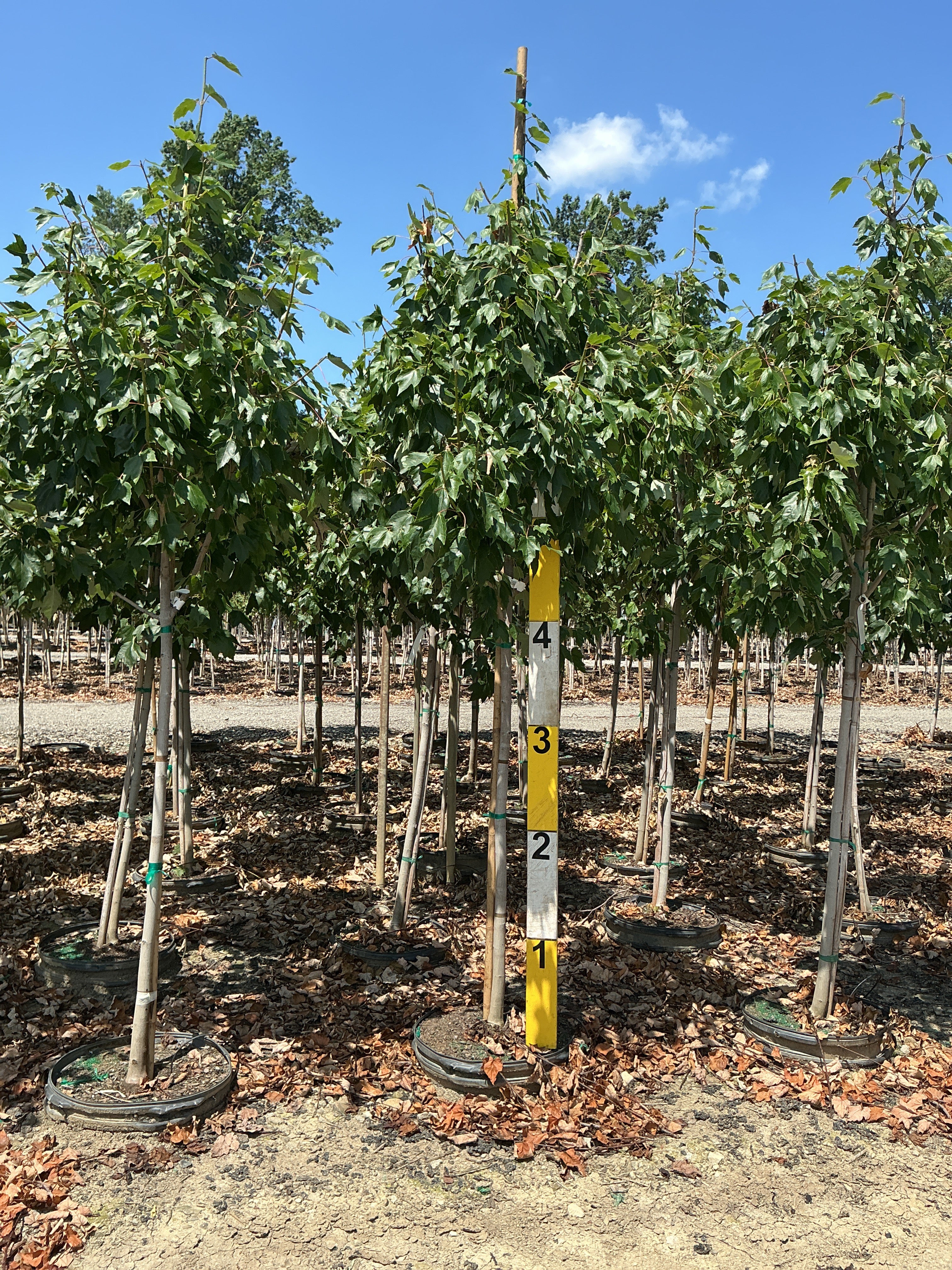 Acer rubrum 'Franksred'