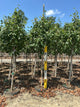 Acer rubrum 'Franksred'