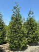 Thuja plicata 'Green Giant'