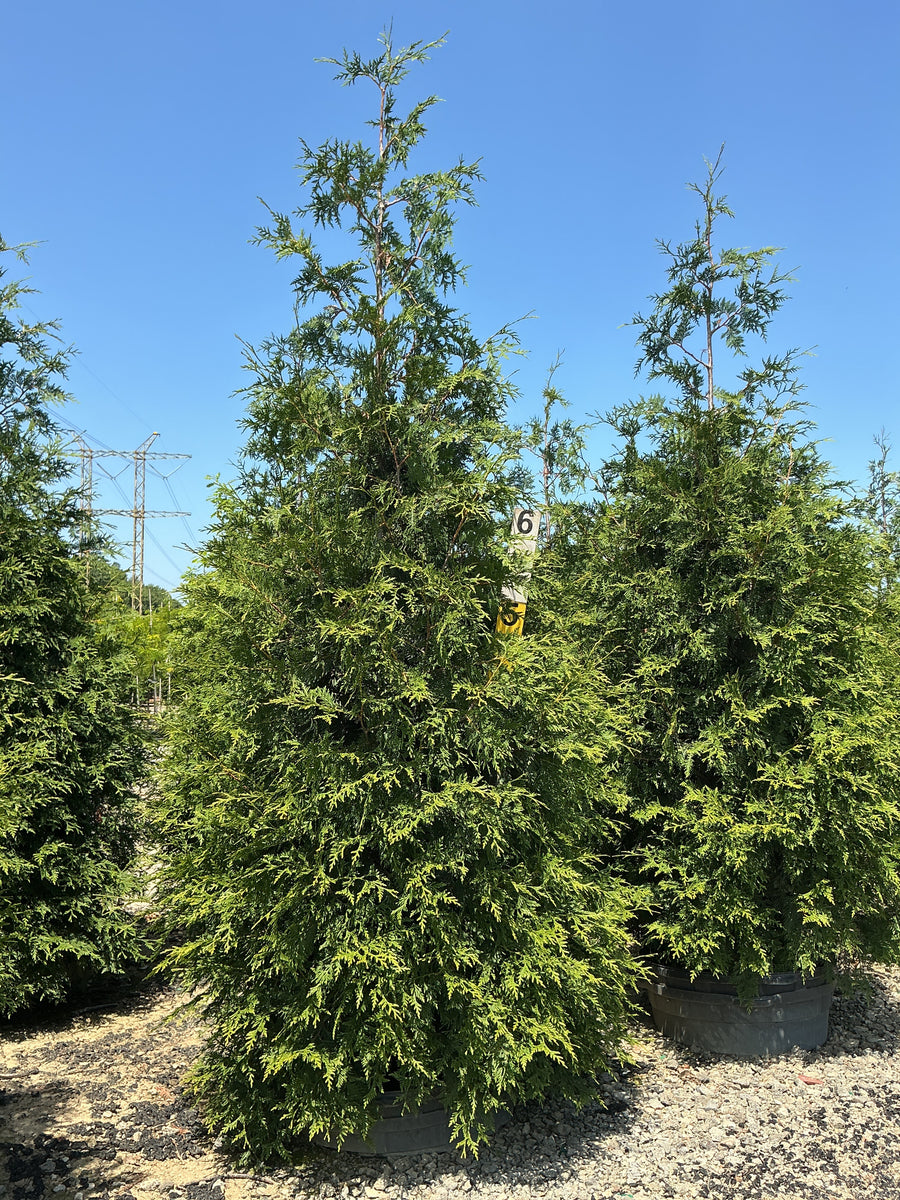 Thuja plicata 'Green Giant' â€” G45 96