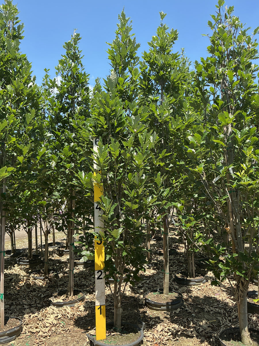 Quercus x 'Nadler' â€” G15 96