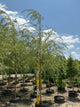 Salix alba 'Tristis'