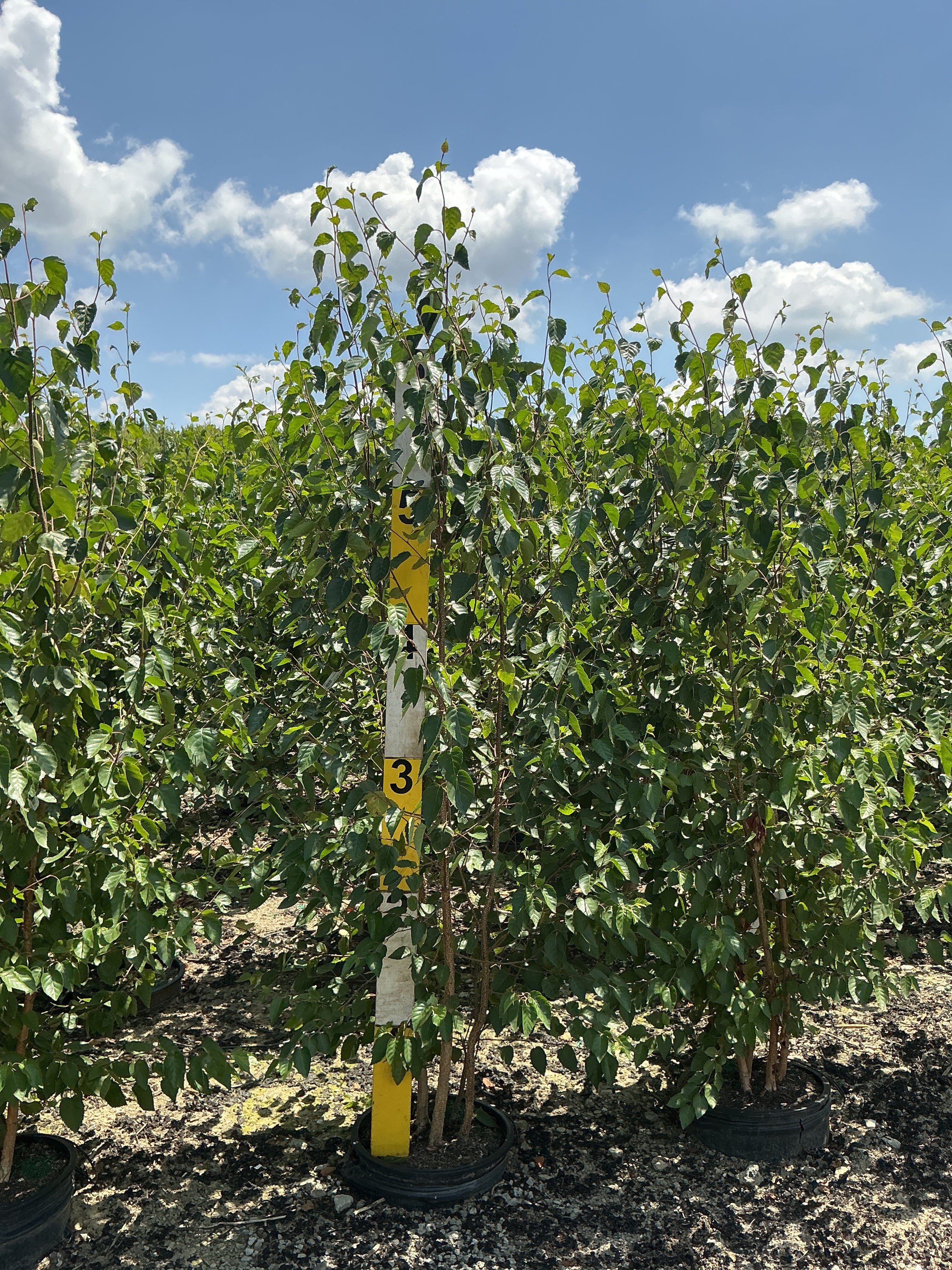 Betula jacquemontii