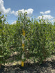 Betula jacquemontii