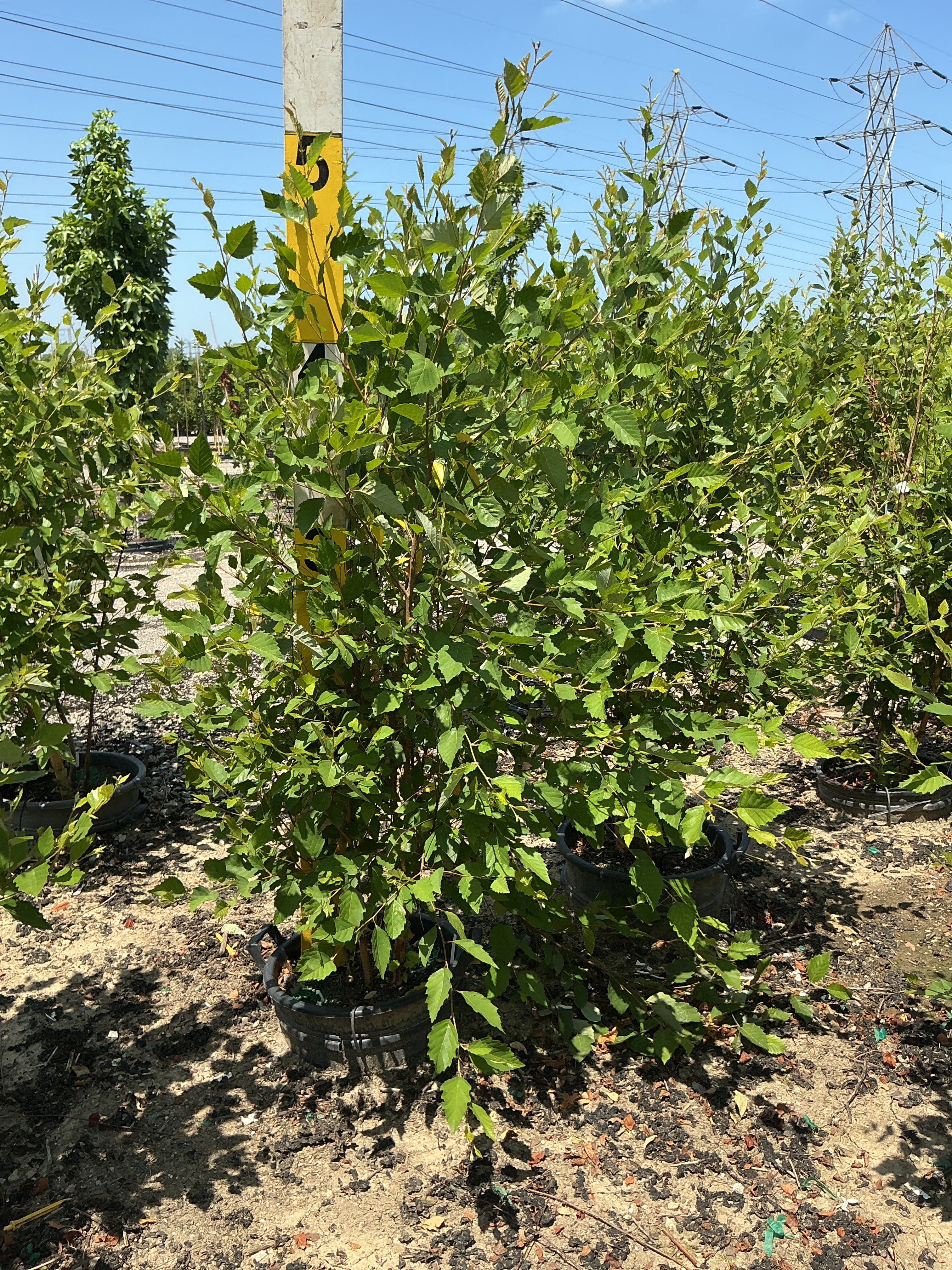 Betula nigra