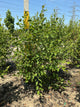 Betula nigra