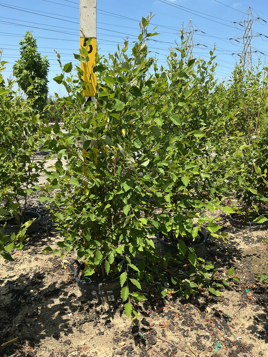 Betula nigra â€” G7 48