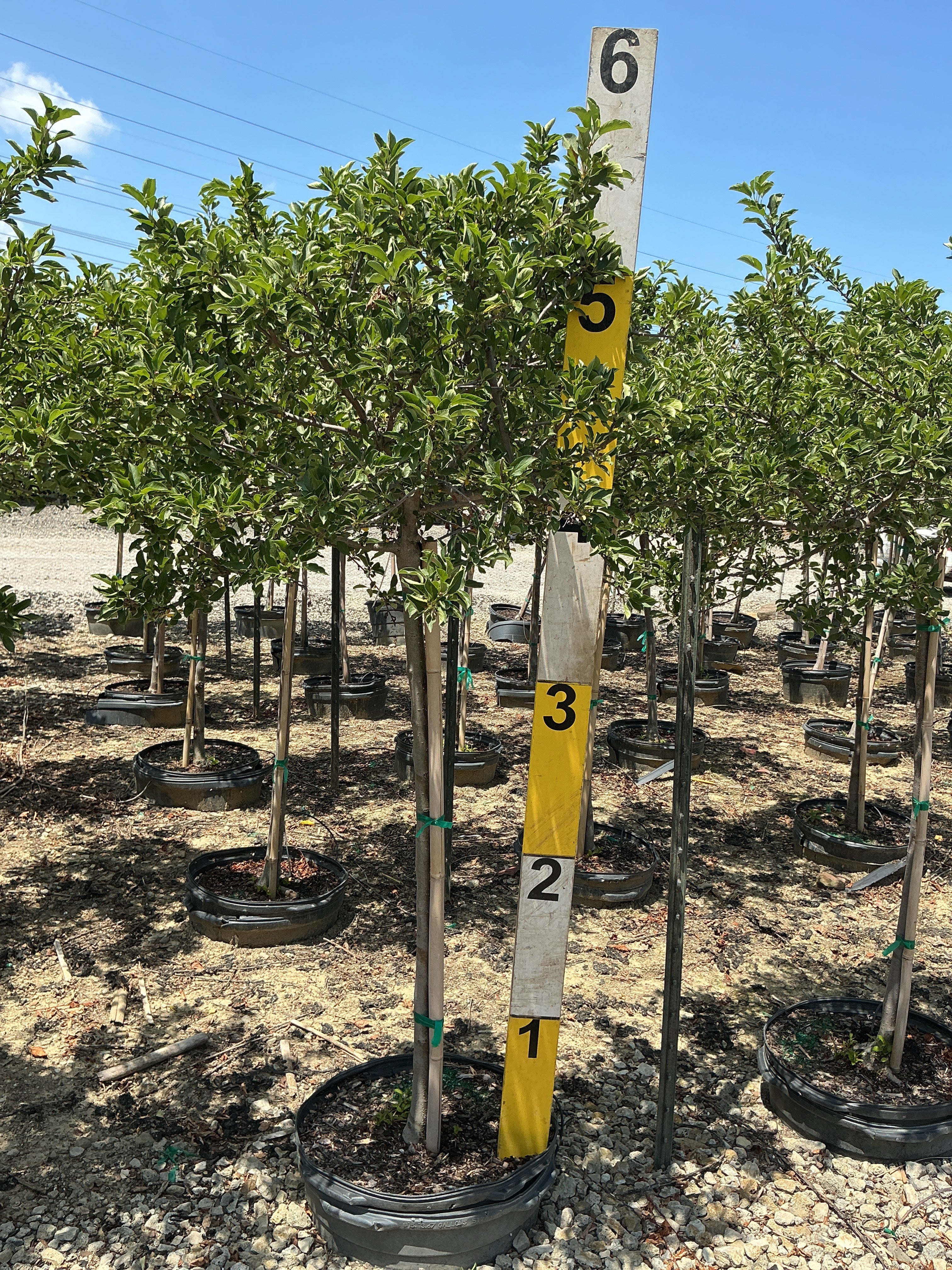 Malus sargentii 'Tina'
