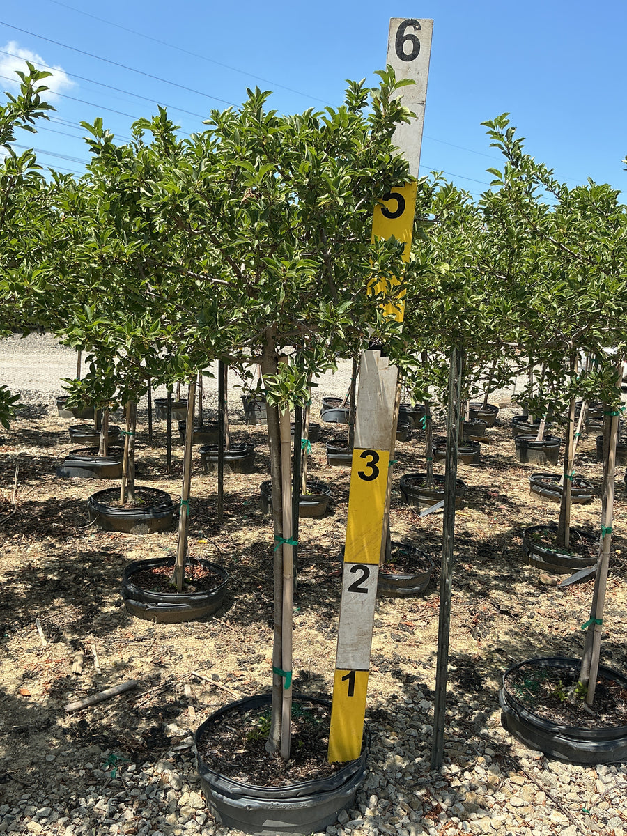 Malus sargentii 'Tina' â€” G15 24
