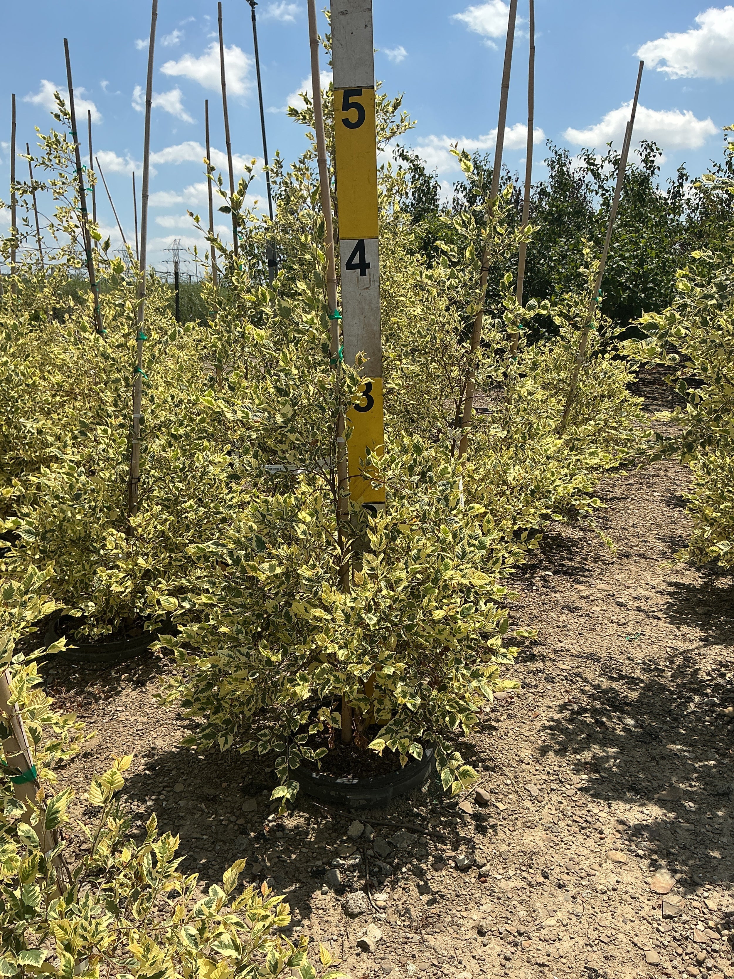 Betula nigra 'Shiloh Splash'