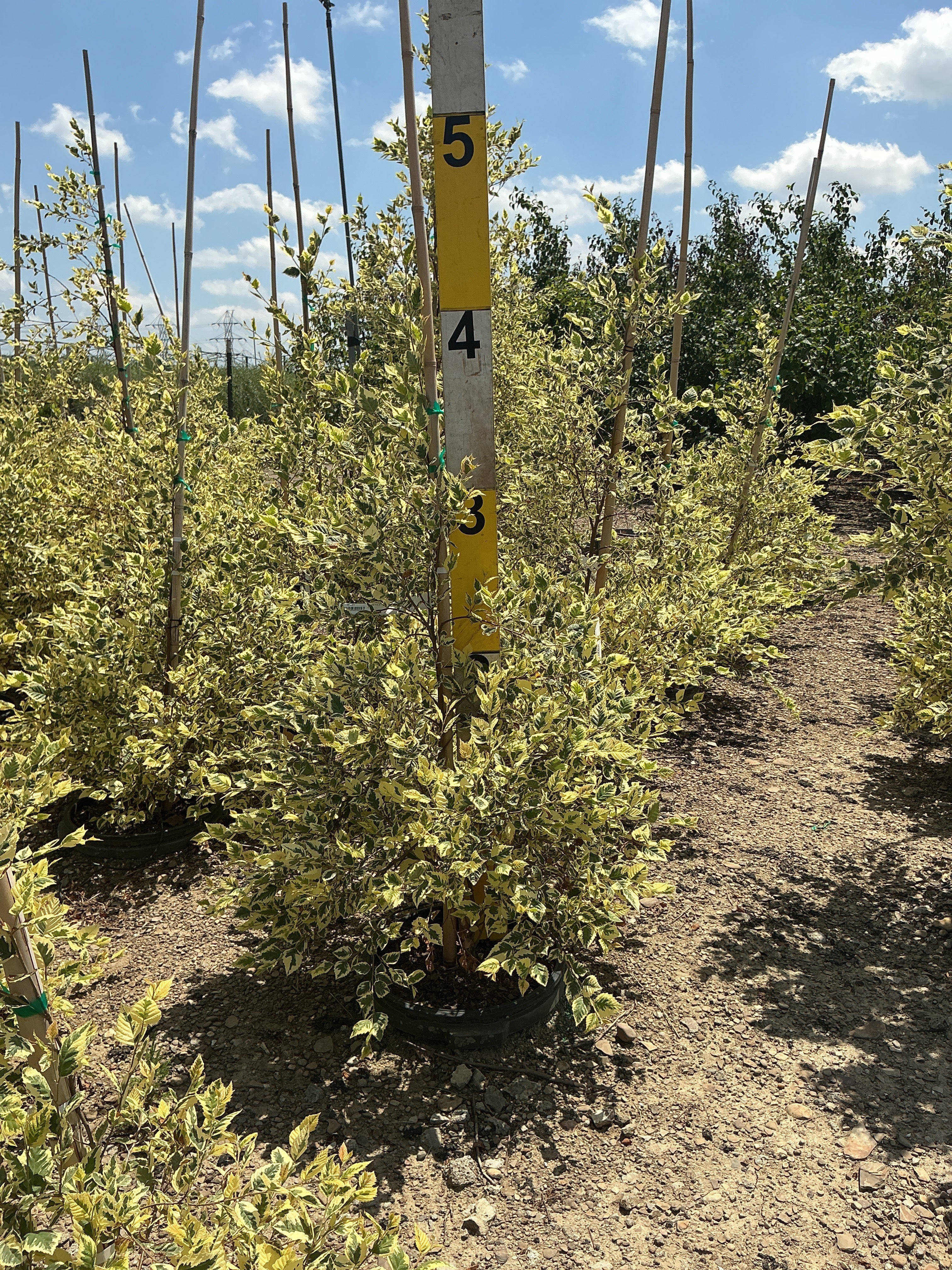 Betula nigra 'Shiloh Splash'
