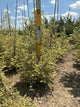 Betula nigra 'Shiloh Splash'