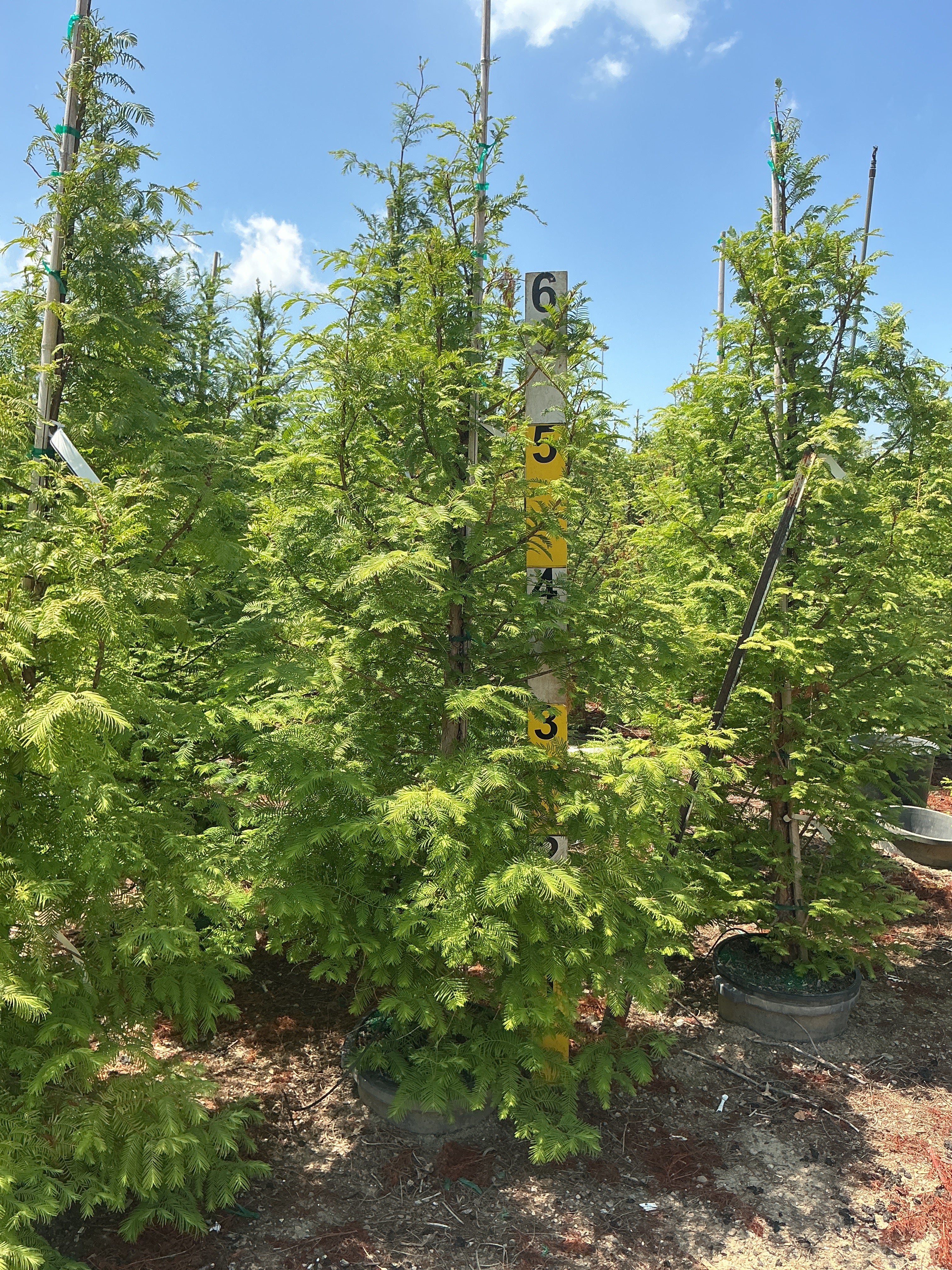 Metasequoia glyptostroboides