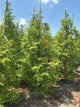 Metasequoia glyptostroboides