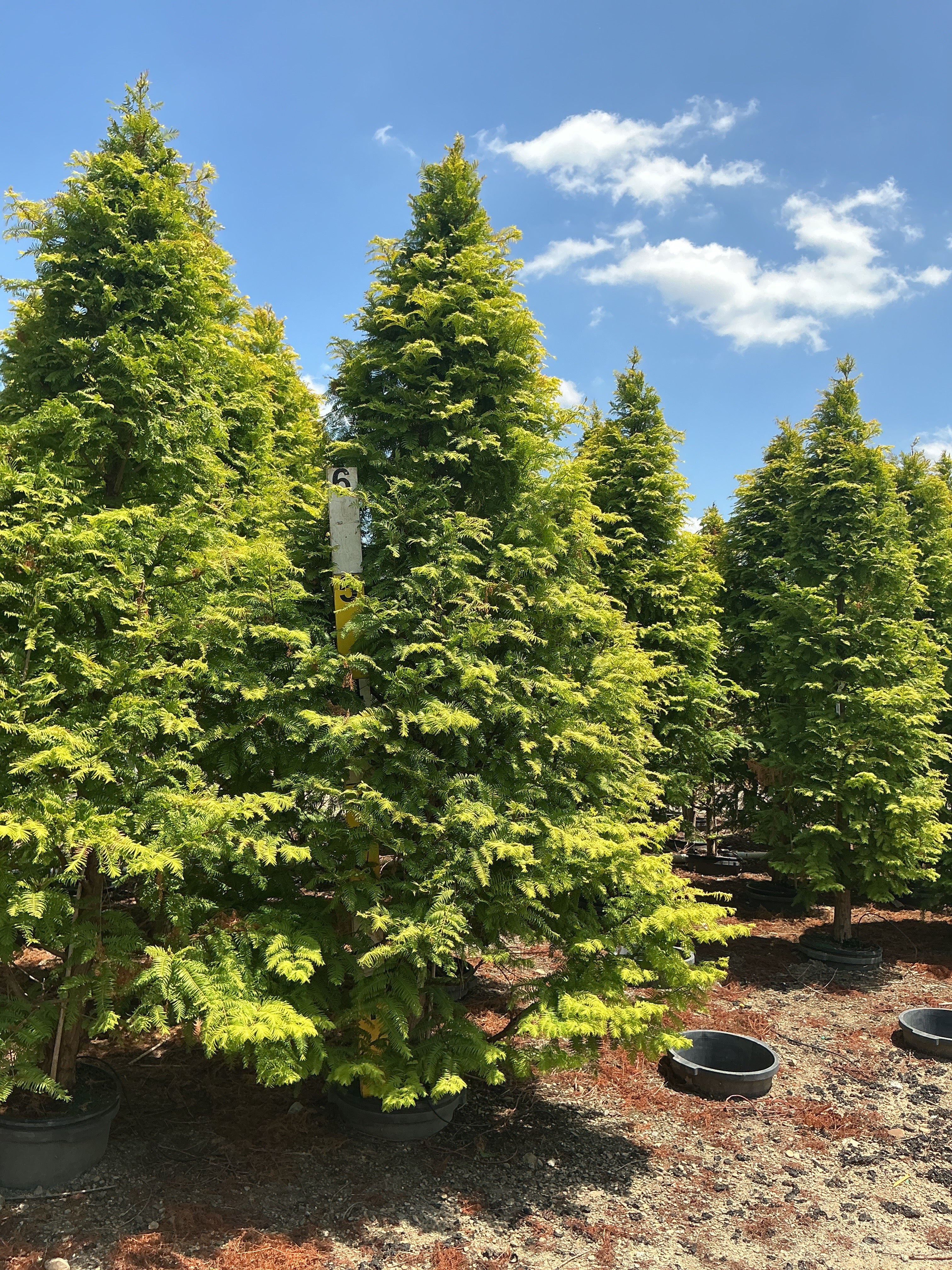 Metasequoia glyptostroboides 'Amber Glow'