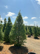 Metasequoia glyptostroboides