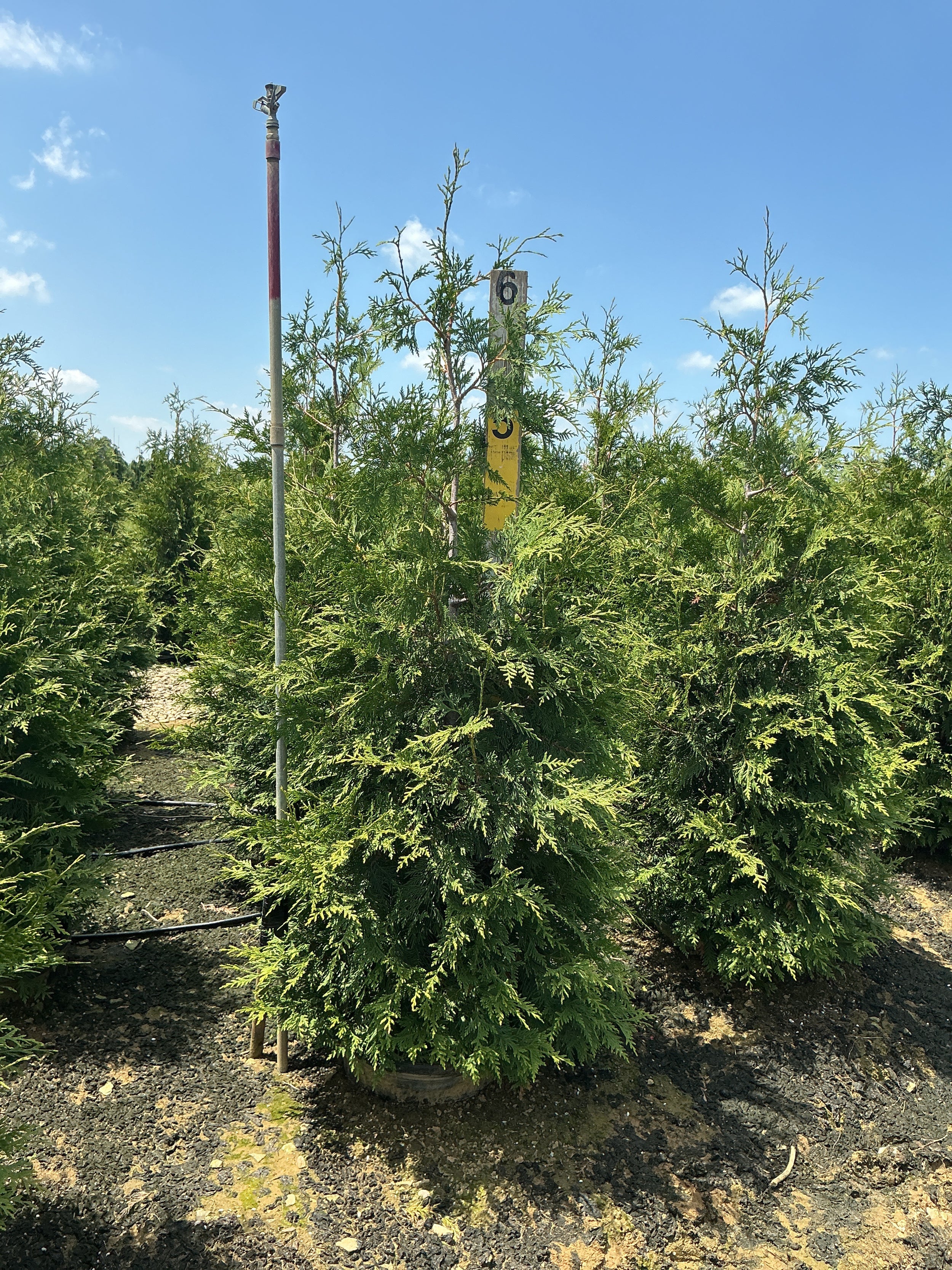Thuja plicata 'Green Giant'