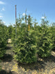 Thuja plicata 'Green Giant'