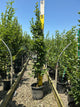 Carpinus betulus 'Lucas'