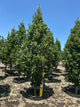 Quercus x bicolor 'Long'